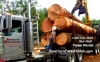 King County Washington Logging Company Maple Valley, Ravensdale WA, TIMBER Tree Clearing N