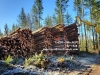 TIMBER BUYER- WA LOGGING, LAND CLEARING, Trees, King Pierce Kitsap County WA 