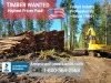 Selling Timber? WASHINGTON LOGGING TIMBER CO. Land Clearing Kitsap Pierce King Thurston WA